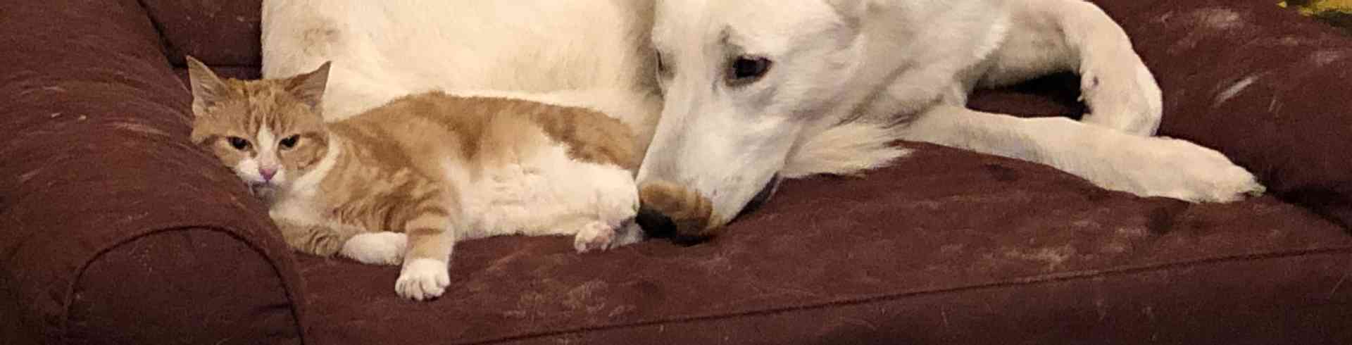The Sunnyside Sisters Bed and Breakfast / Clarksville VA / In the meanwhile....cat and dog are bonding