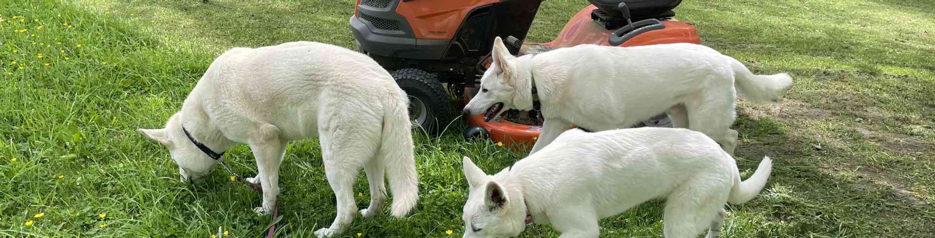 The Sunnyside Sisters Bed and Breakfast / Clarksville VA / Dogs wanted to know what was going on