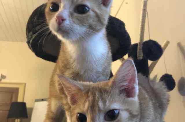 The Sunnyside Sisters Bed and Breakfast / Clarksville VA / June and Julie enjoy their Thanksgiving in the cat tree