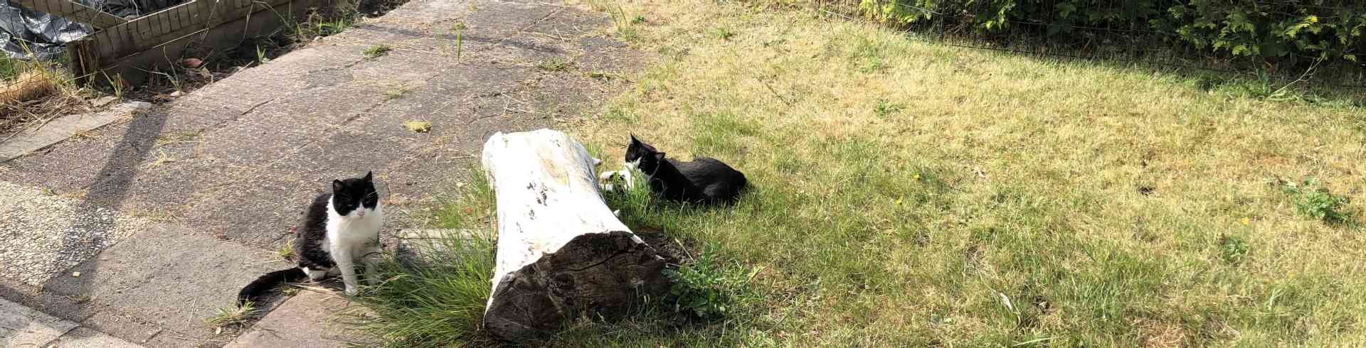 The Sunnyside Sisters Bed and Breakfast / Clarksville VA / The cats love the garden too