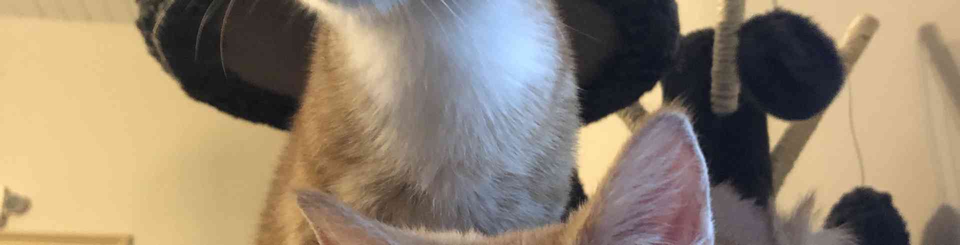 The Sunnyside Sisters Bed and Breakfast / Clarksville VA / Kittens having fun on the cat tree