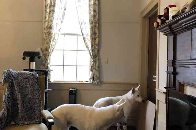 The Sunnyside Sisters Bed and Breakfast / Clarksville VA / Dogs sniffing the cats, getting used to their scent.