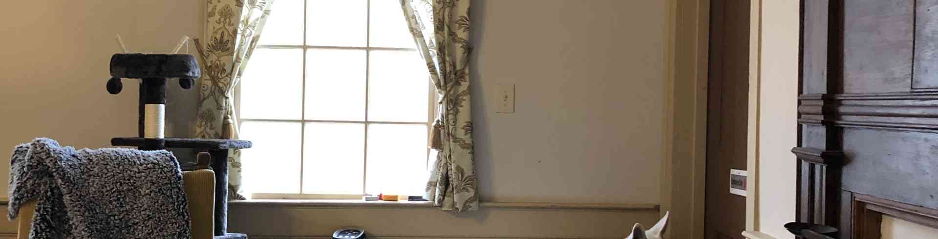 The Sunnyside Sisters Bed and Breakfast / Clarksville VA / Dogs sniffing the cats, getting used to their scent.