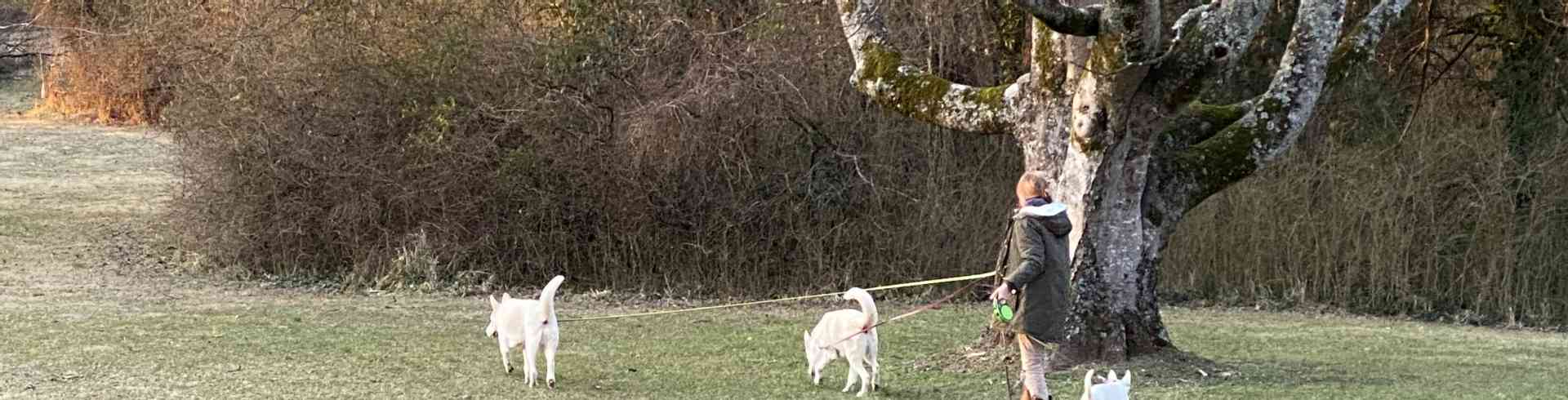 The Sunnyside Sisters Bed and Breakfast / Clarksville VA / With two adult dogs on a long leash it is a challenge