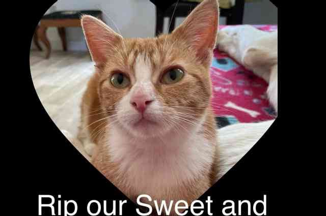The Sunnyside Sisters Bed and Breakfast / Clarksville VA / Rip sweet June