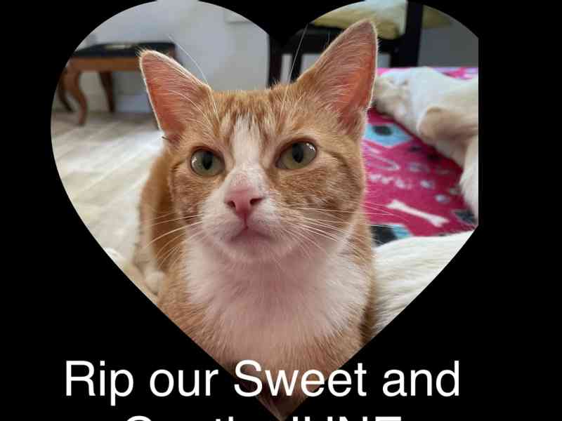 Today we said our goodbyes to our dear, loving and BFF June. She is taken away from us by a wild animal, probably a coyote. Her sister Julie, her BFF’s Jessie…
