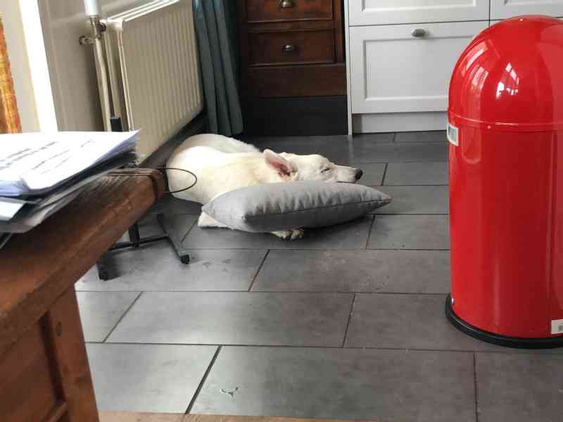 Two really super dogs, when they are happy, we are happy. But NOT today. Today, but also yesterday and the day before, the dogs are ill. Starting with Mojo, he…