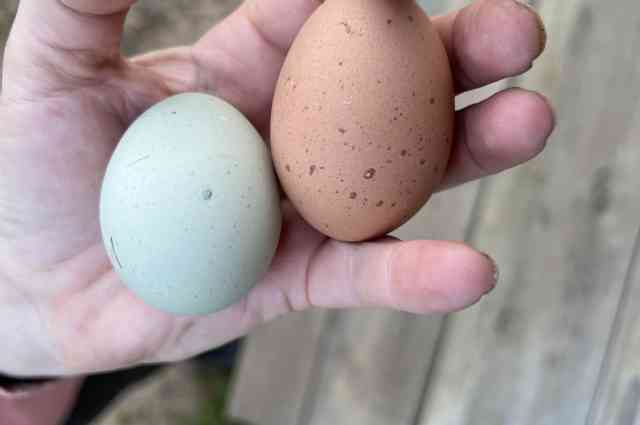 The Sunnyside Sisters Bed and Breakfast / Clarksville VA / Two eggs the first day