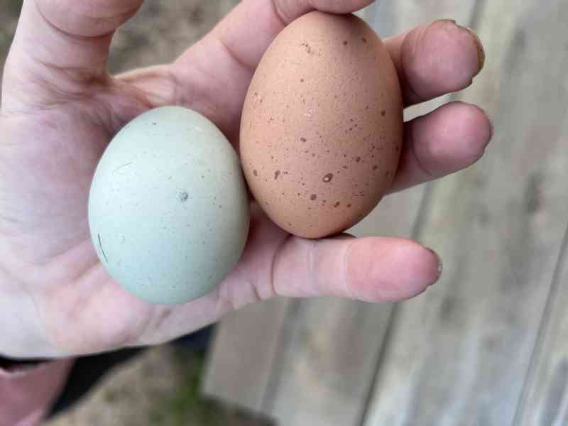 Another project is done. As of today our chicken coop is rented out to 8 chickens. Since noon today they have been eating, exploring, trying to escape and laying…