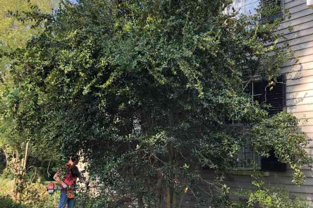 The Sunnyside Sisters Bed and Breakfast / Clarksville VA / Before hidden behind the bush