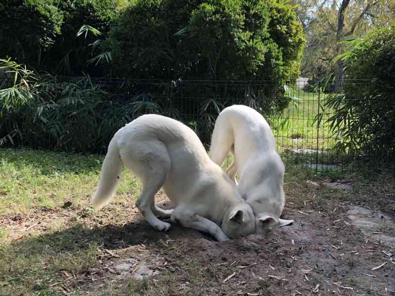 Today the dogs had a very playful moment. They love to dig holes, and get dirty in the process😝🤣 So they had a lot of fun. Wish you as much fun this…