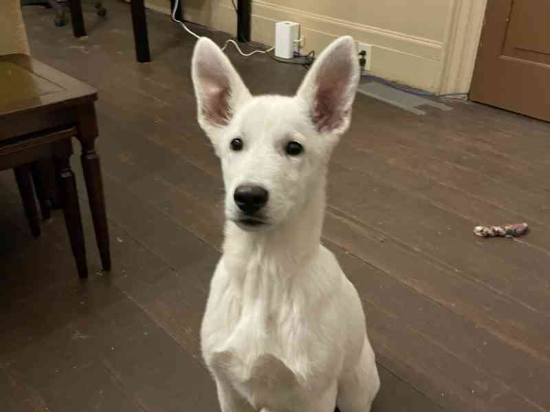 Yesterday I drove to Washington DC and back to pick up Jessie Joy at the airport.She is our newest member of the pack and as you can see on the photos a White…