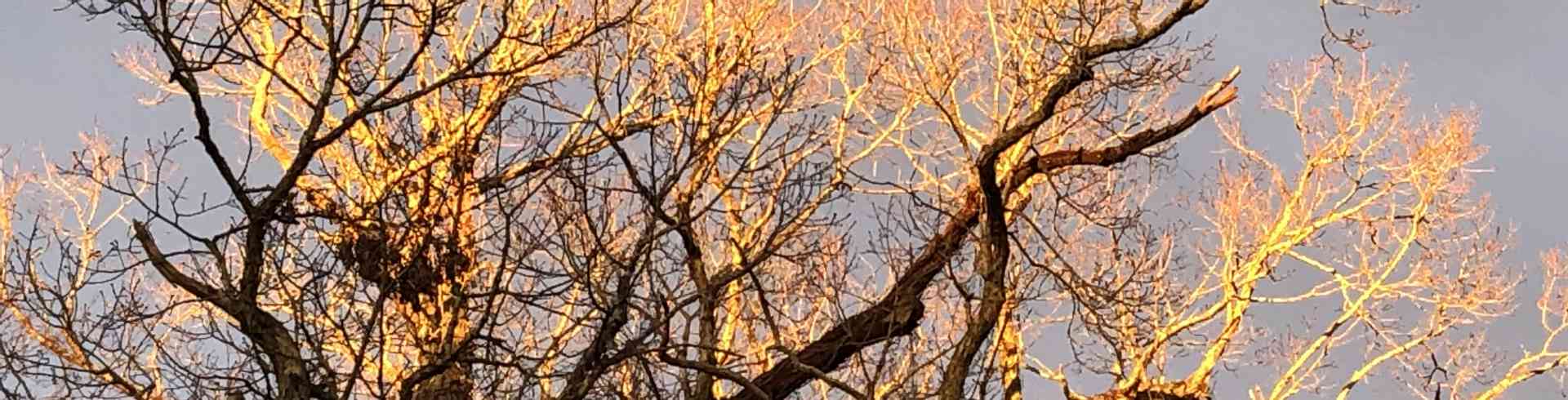 The Sunnyside Sisters Bed and Breakfast / Clarksville VA / And the tree is ‘on fire’