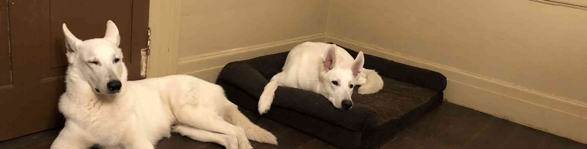 The Sunnyside Sisters Bed and Breakfast / Clarksville VA / Dogs are still big buddies