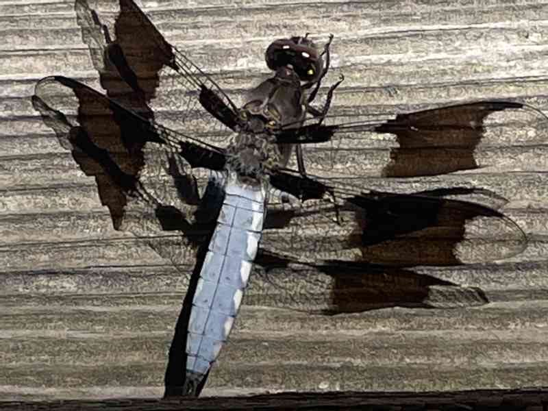 Today I saw a beautiful dragon-fly, so special. Just like my mama. Turnes out to be a Common Whitetail. Just like my mother, common because there are so many…