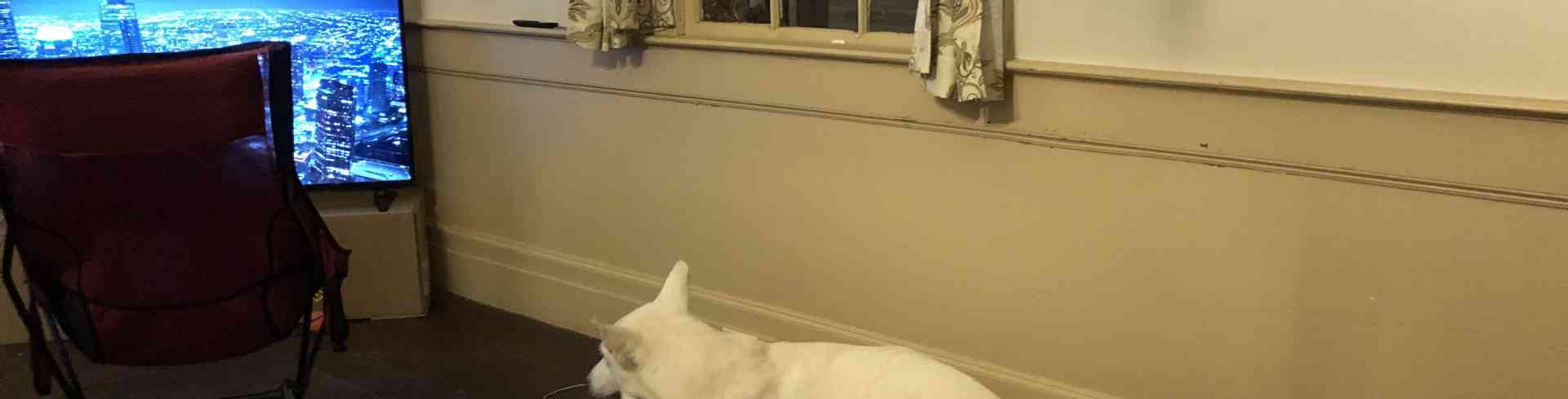 The Sunnyside Sisters Bed and Breakfast / Clarksville VA / Doggies playing