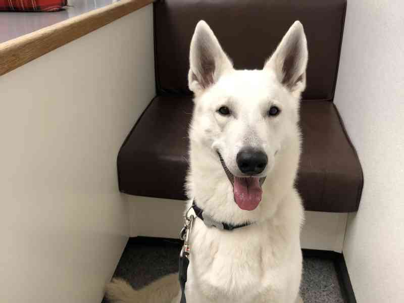 Before we went to the US I went with Mojo to the vet because we saw that a couple of his teeth were worn down.So the idea was that we had a follow up today. An…
