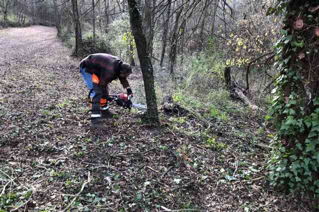 The Sunnyside Sisters Bed and Breakfast / Clarksville VA / M and a high tree