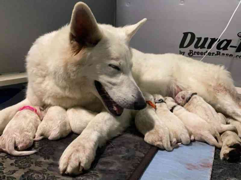 Last Thursday on Martijns birthday, our dog Mojo became a first time dad. His dame Anya (breeder Wynter Spirit Kennels) gave birth to 7 beautiful puppies, 4 boys…