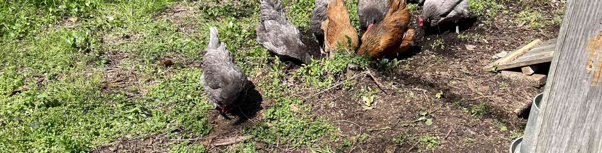The Sunnyside Sisters Bed and Breakfast / Clarksville VA / six gray and 2 brown chickens
