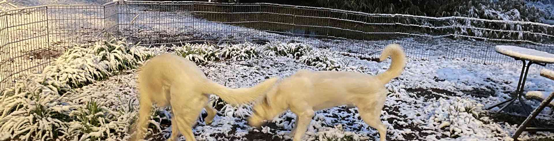 The Sunnyside Sisters Bed and Breakfast / Clarksville VA / White Shepherds nit so white now😉