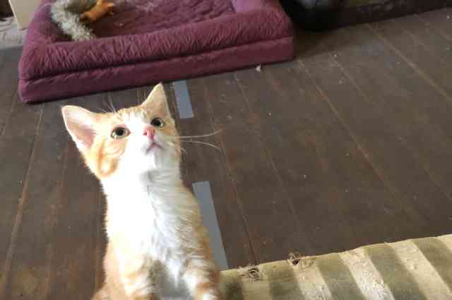 The Sunnyside Sisters Bed and Breakfast / Clarksville VA / June with white paws