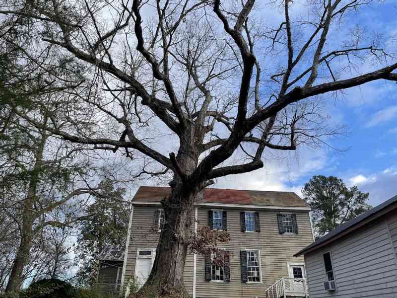 Yes we have given the big old White Oak in the backyard a name: Big Berta. She is almost 50 ft high, 80 ft wide in the crown and almost 17 ft thick. We…