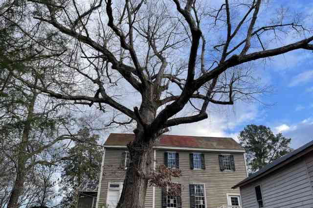 The Sunnyside Sisters Bed and Breakfast / Clarksville VA / Sunnysides white oak