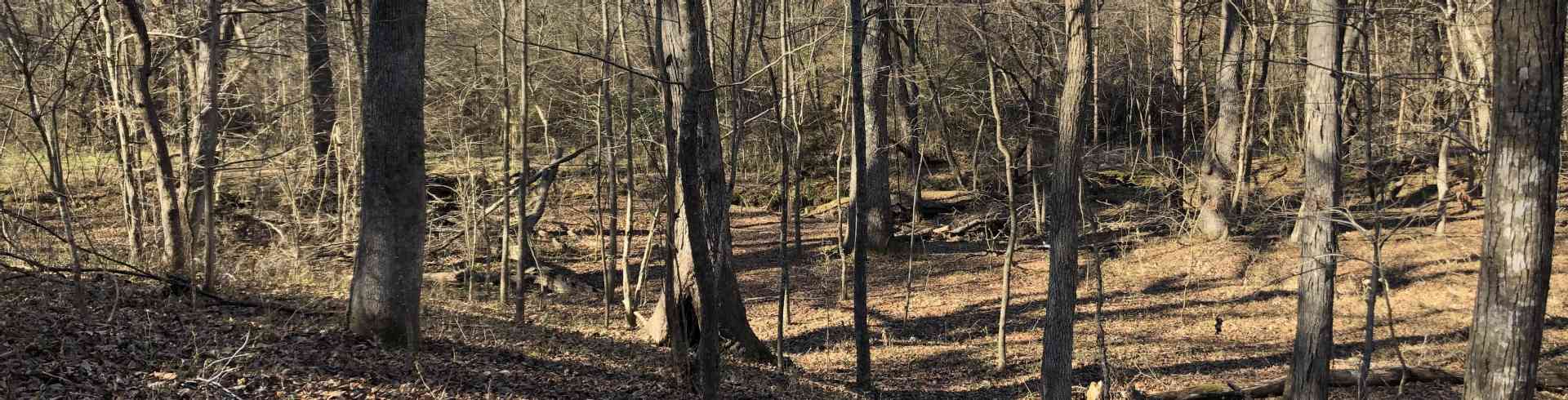 The Sunnyside Sisters Bed and Breakfast / Clarksville VA / Today our forest in the sun