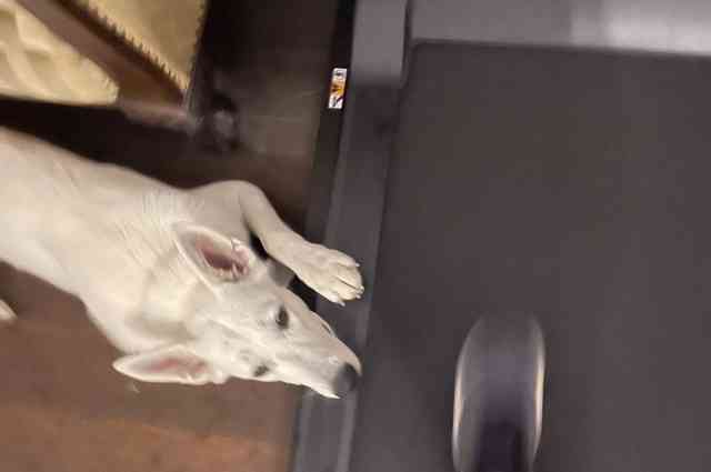 The Sunnyside Sisters Bed and Breakfast / Clarksville VA / Jessie watches me sweating on the treadmill 