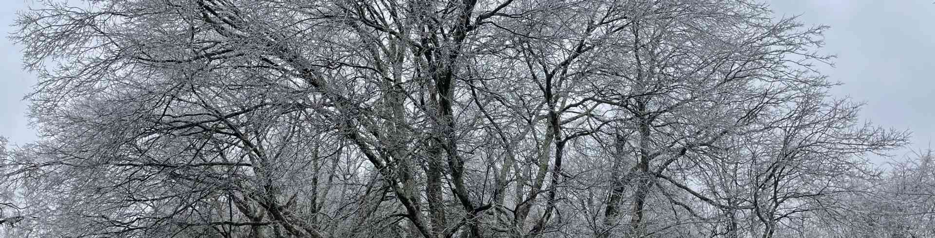The Sunnyside Sisters Bed and Breakfast / Clarksville VA / All the trees are covered with Ice