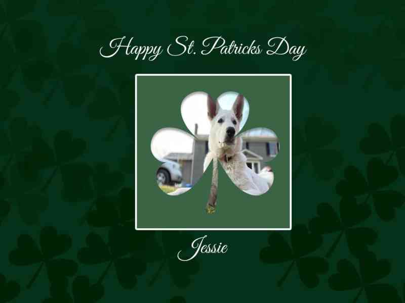 Today it's St Patrick's Day aka St Paddy's Day and also this day is celebrated here in the USA. So tonight we are having dinner with Patty and Brad and we will…