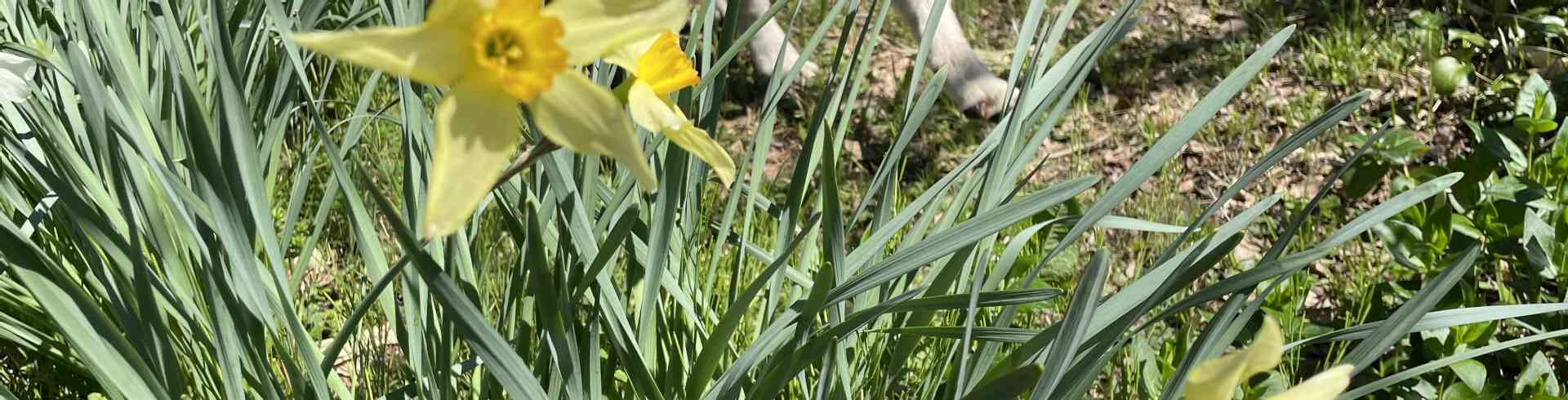 The Sunnyside Sisters Bed and Breakfast / Clarksville VA / Daffodils (and Jessie