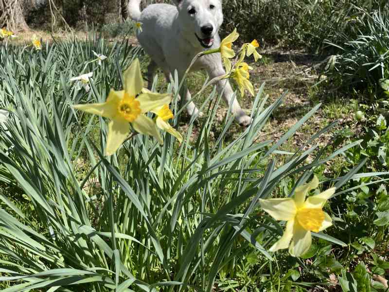 Today it was 27 celsius. Spring really kicked in. A lot of different flowers are growing here on the property; every day there are new flowers to enjoy. We also…