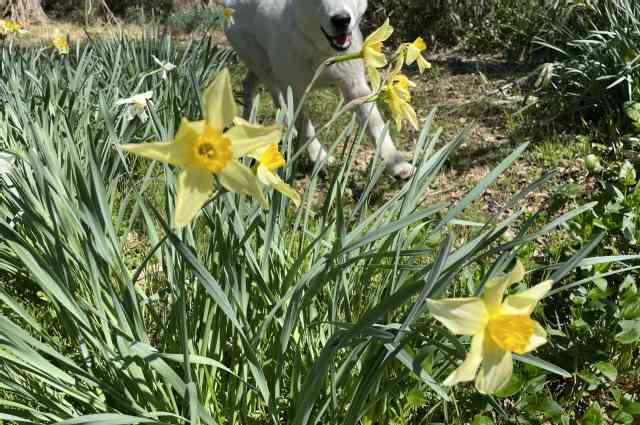 The Sunnyside Sisters Bed and Breakfast / Clarksville VA / Daffodils (and Jessie