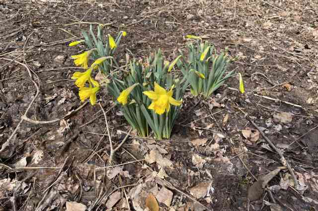 The Sunnyside Sisters Bed and Breakfast / Clarksville VA / Daffodils almost blooming