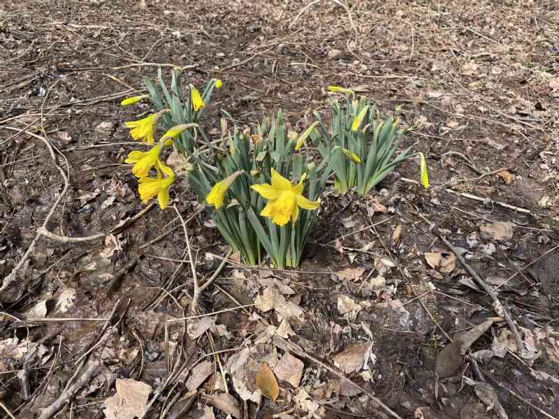 Although it is still a little bit cold and last week we had a lot of rain, the many many daffodils around us, seem to know that Spring is almost here.
We also…