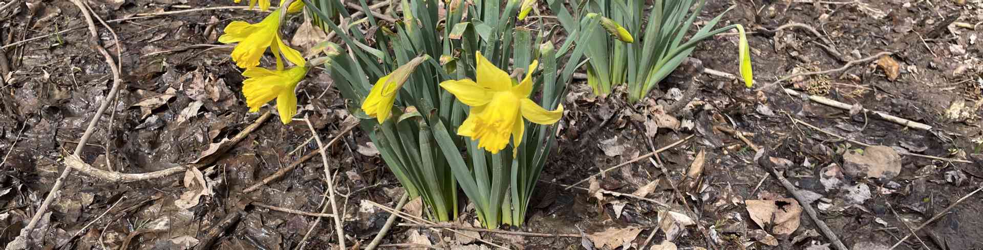 The Sunnyside Sisters Bed and Breakfast / Clarksville VA / Daffodils almost blooming