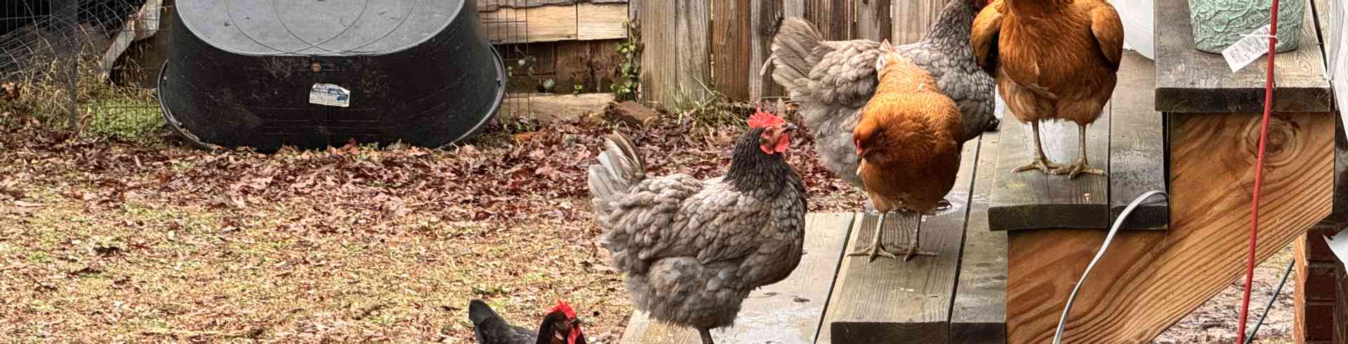 The Sunnyside Sisters Bed and Breakfast / Clarksville VA / Sunnyside The Chickens