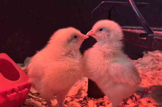 The Sunnyside Sisters Bed and Breakfast / Clarksville VA /