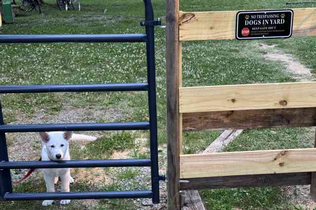 The Sunnyside Sisters Bed and Breakfast / Clarksville VA / Sien, one of our dogs