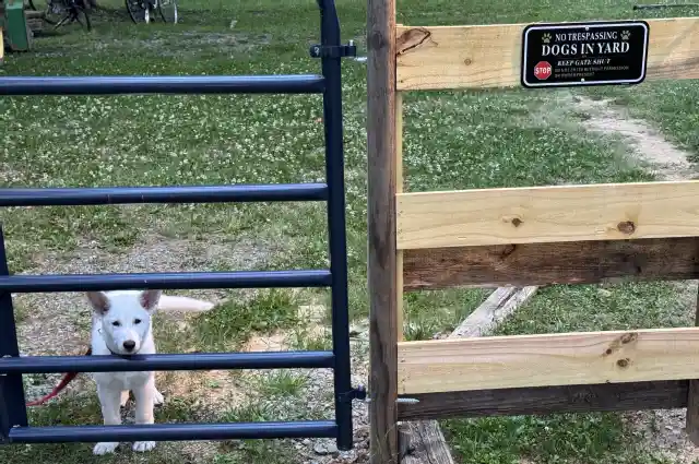 The Sunnyside Sisters Bed and Breakfast / Clarksville VA / Sien, one of our dogs