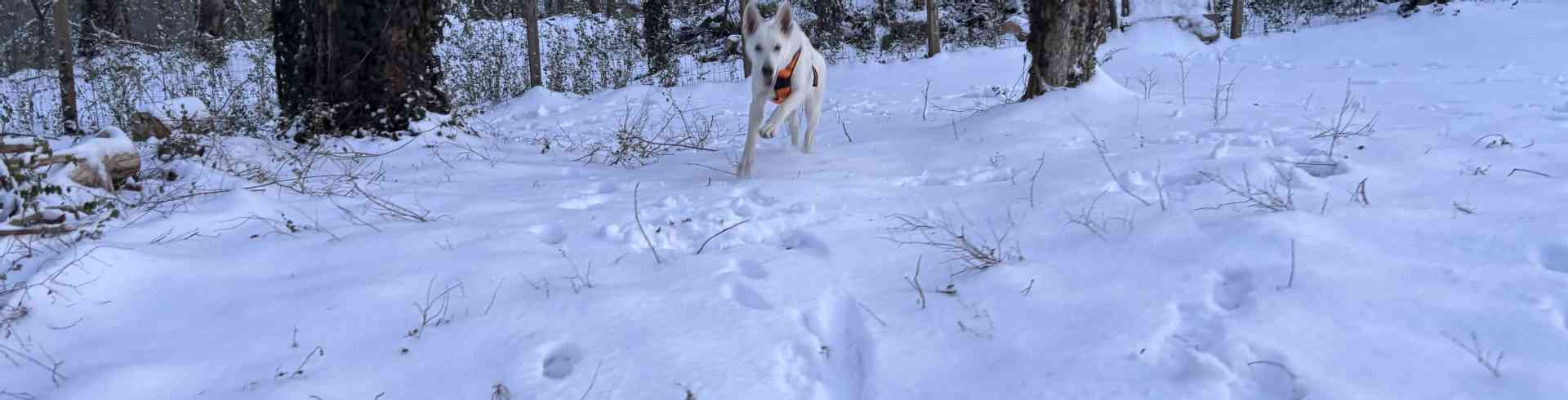 The Sunnyside Sisters Bed and Breakfast / Clarksville VA / Evie our White Swiss Shepherd having fun in the snow!