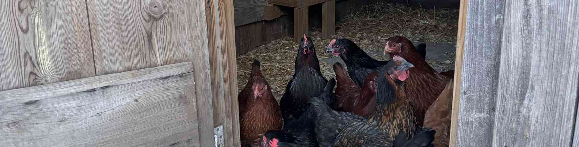 The Sunnyside Sisters Bed and Breakfast / Clarksville VA / Sunnyside chickens staying inside...brrrrr:-)