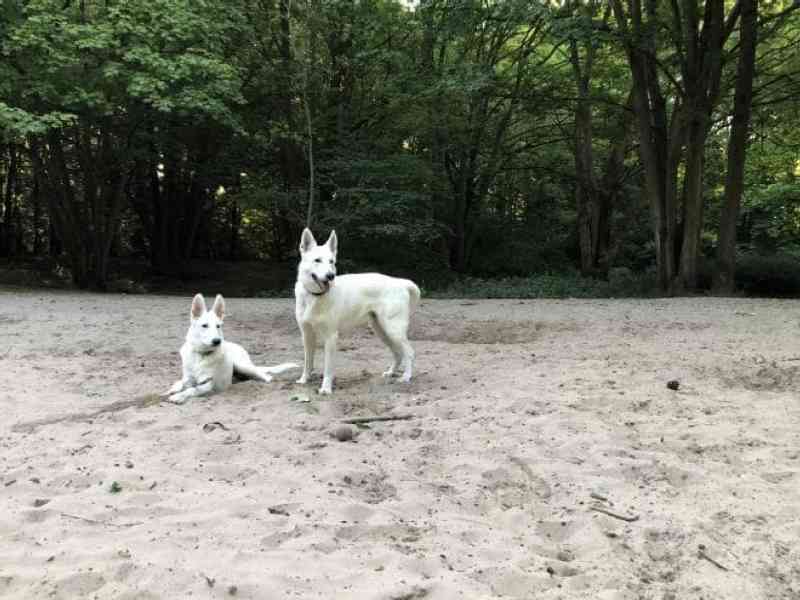 Of course, our two beautiful swiss white shepherds are coming with us to the US. We can't live without them. And beeing of a pure breed we are thinking to enter…