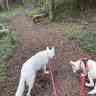 The Sunnyside Sisters Bed and Breakfast / Clarksville VA / White Swiss Shepherds ...